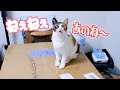 当然のように飼い主と会話しようと話しかけてくる子猫