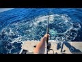 Most kingfish ive ever seen  pack attacks