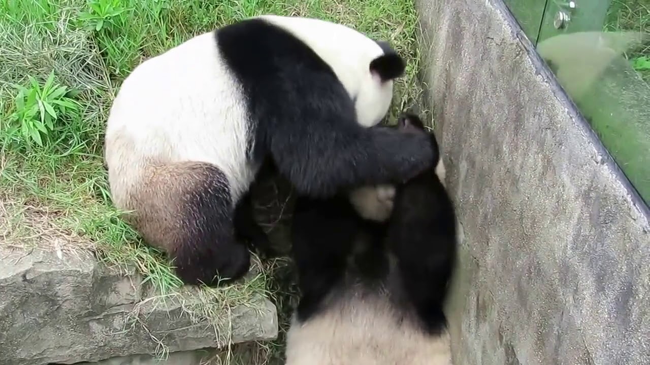 Pandas Fight Each Other The 6th Round YouTube