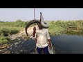 Amazing fishing||Big baam fishes ||indian eel fishing||Natural fishing||Mancing||🎣incredible fishing