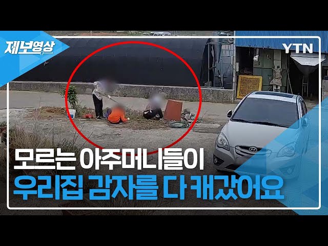 “모르는 아주머니들이 우리집 감자를 다 캐갔어요” [제보영상] / YTN class=