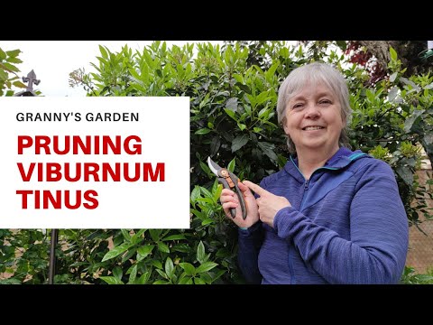 HOW TO PRUNE VIBURNUM TINUS