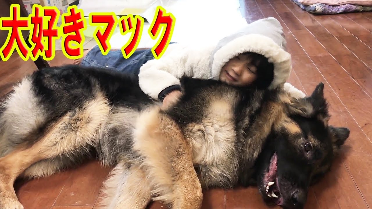 Germanshepherd 大型犬大好きな子供 ジャーマンシェパード犬 秋田犬 Youtube