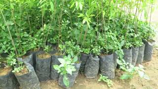 Cận cảnh vườn ươm cây Đàn Hương tại Việt Nam