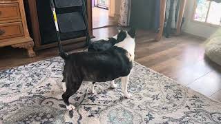 Boston Terrier’s playing