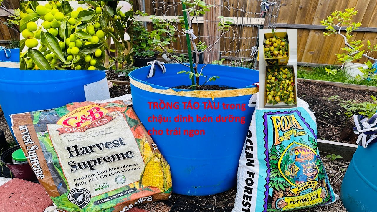 #16 Chìa sẻ trồng táo tàu trong chậu 🍎 Cho cây phát triển được tốt 🍑ra hoa đậu trái ngon 🌷🍓🍒