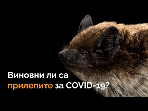 Видео: Кои са прилепите? - Алтернативен изглед