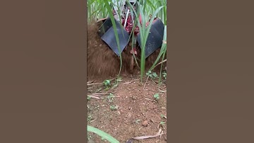 Máy vun mía xới đất đa năng hàng Nhật bãi các bác quan tâm lh 0986813417