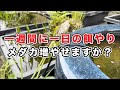 一週間に1日の餌やりで、メダカを増やせると思いますか？