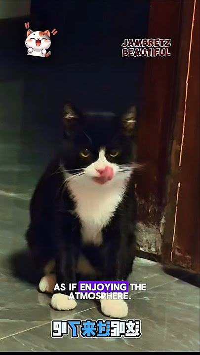 Download lagu The cat looked cutely at its owner and approached him😻#cat #pets