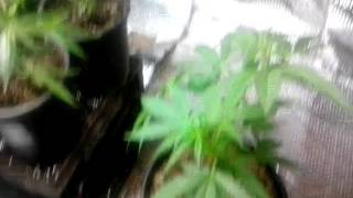 Loyal2dasoil #plants update