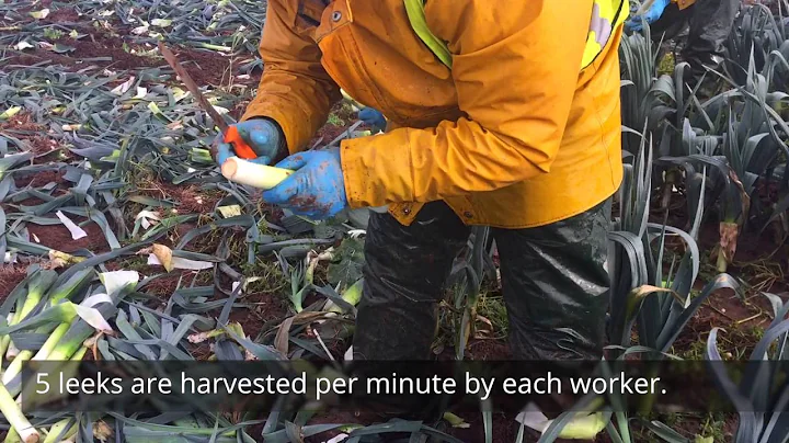 How are leeks harvested?