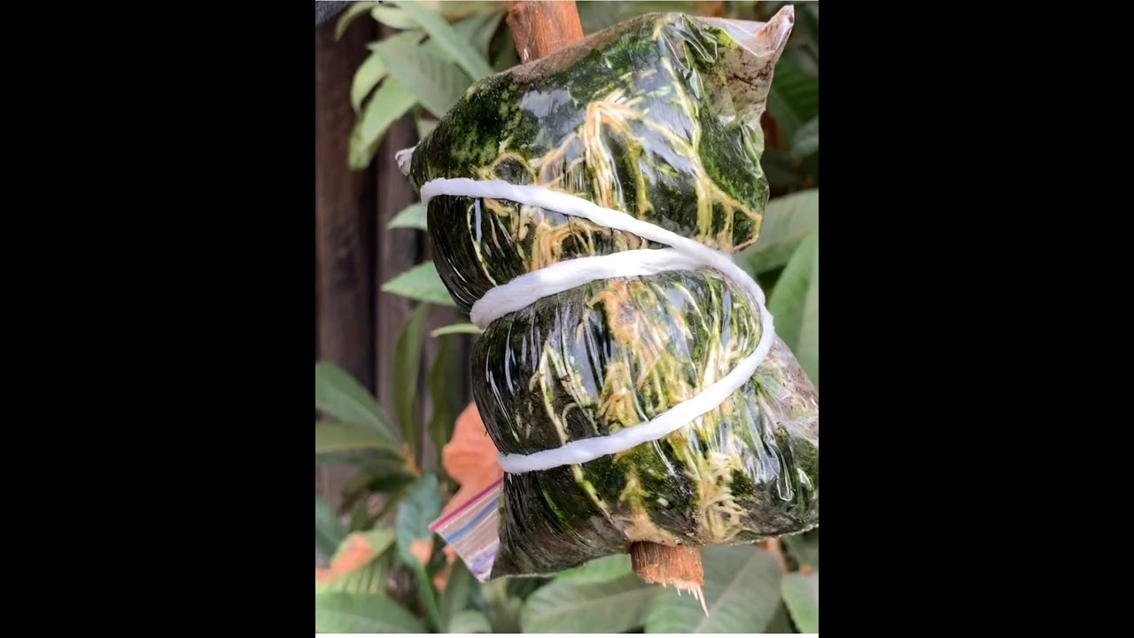Loquat How To Air Layer and Propagate New Plant YouTube