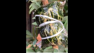 Loquat - How To Air Layer and Propagate New Plant