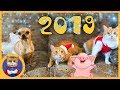 Веселое поздравление с Новым 2019 Годом свиньи от нашего канала