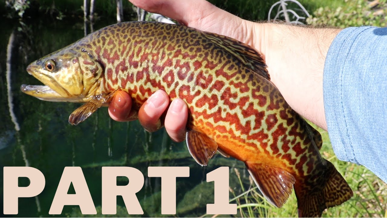FLY FISHING for big TIGER TROUT! Tiger Trek Part 1 YouTube