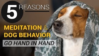 Five reasons meditation and dog behavior training go hand in hand by Alyssa Rose 244 views 4 years ago 2 minutes, 29 seconds