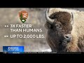 Photographer recounts how bison attack in Yellowstone unfolded