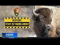 Photographer recounts how bison attack in Yellowstone unfolded