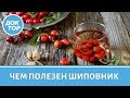 Продукт дня. Шиповник: чем полезен, как выбрать, рецепт отвара