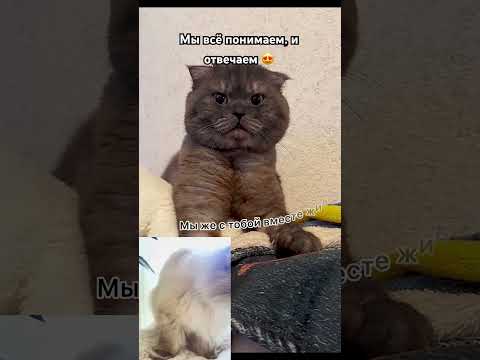 Мой кот учиться говорить #shortvideo #cat #видосыоткота #прикол #юмор shortvideo #прикол #shorts
