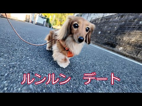【パパとデート】帰宅したらママに高速で駆け寄り甘える愛犬【カニンヘンダックスえびすの日常】