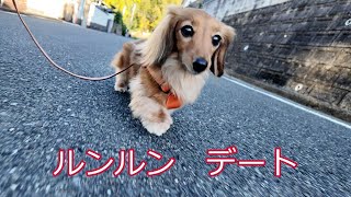 Date with Dad] When I get home, my dog ​​runs up to Mom at