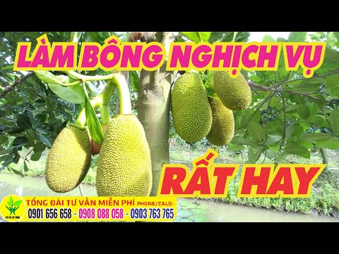Video Cách làm mít ra trái nghịch vụ bán giá cao - SIÊU THỊ... - youtube