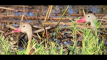 And Then All These Babies Appeared- Black Belly Whistling Ducks