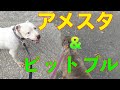 ポチとピー散歩(雑談の動画)Animal Rescue Nursing