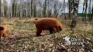 Tibetan puppies litter Y on walk by Sirius Nova 1,662 views 4 years ago 18 seconds