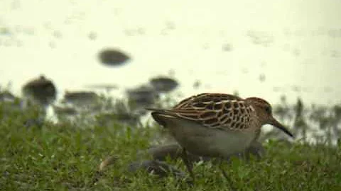 Pectoral Sandpiper,  Rumworth Lodge Reservoir, Lancs. 21/9/2013