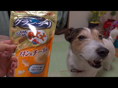 ペット専用おっとっとを食べたジャックラッセルテリアが可愛かった😊