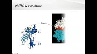 “Development of T Lymphocytes” by Dr. Christian LeGuern