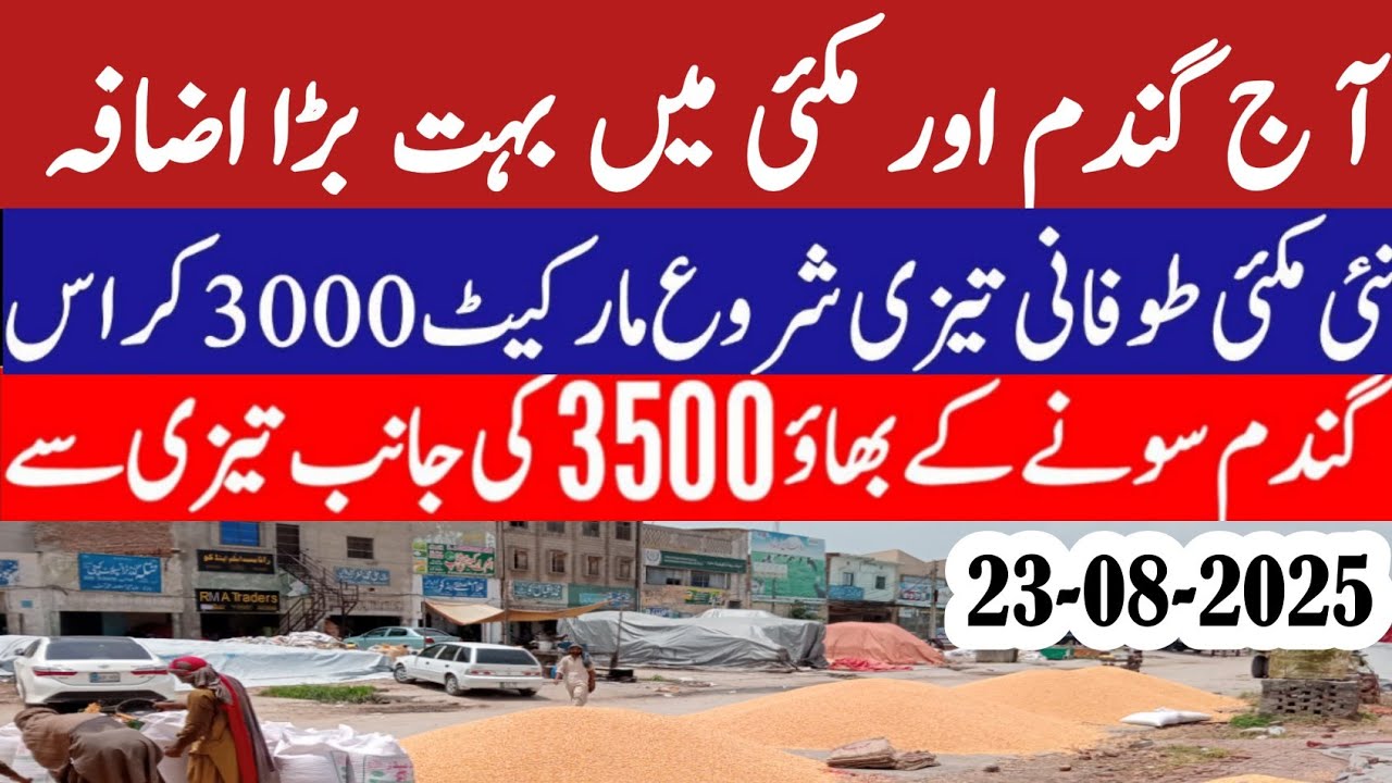 Wheat price in Pakistan/Maize 🌽 price today 2025 |Munji rates 2025 ...