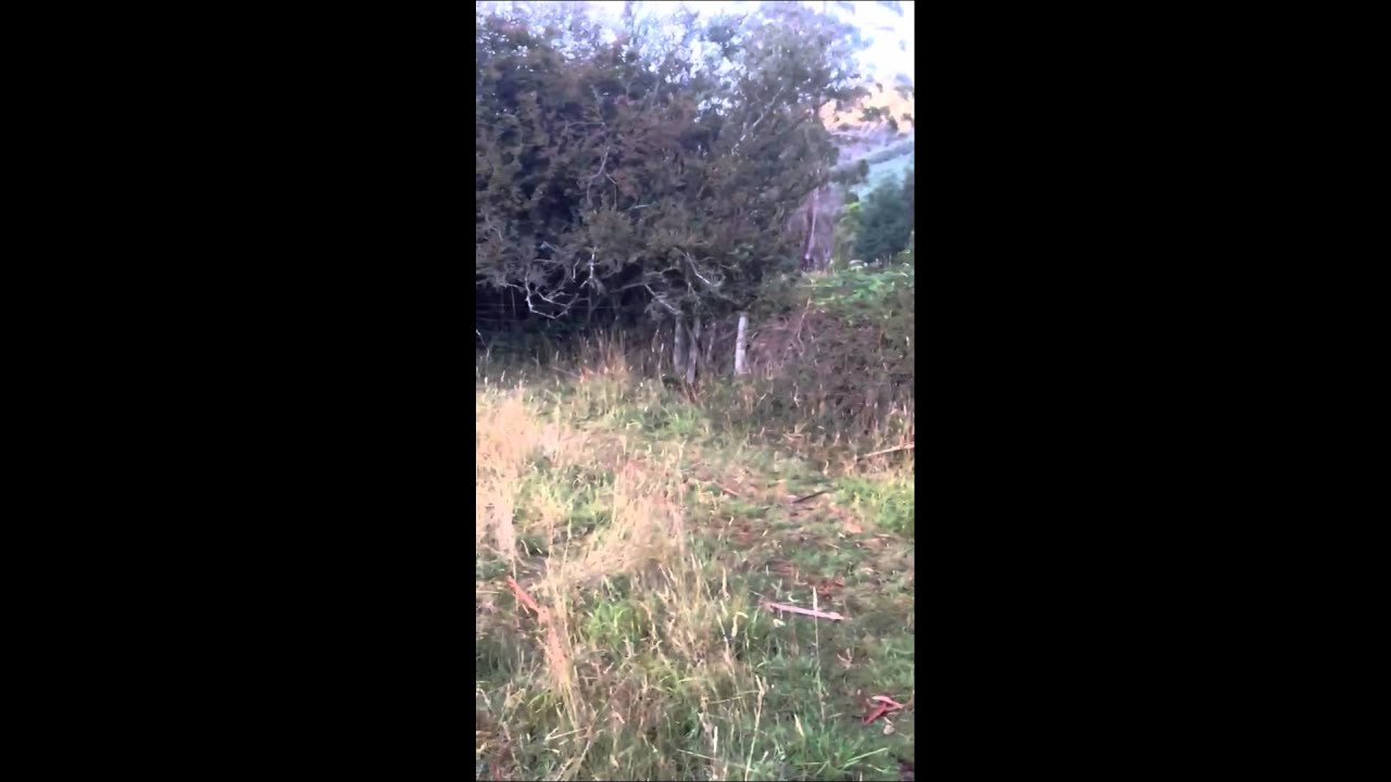 Quoll release, blink and you miss it - 20 February 2013