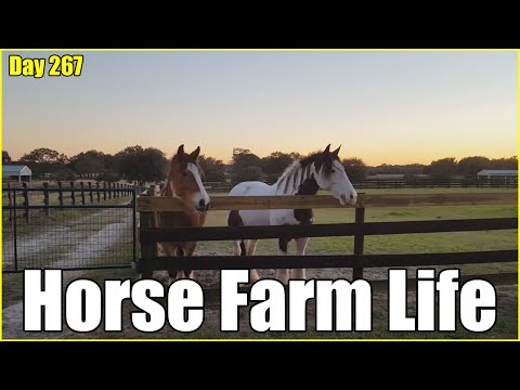 Horse Farm Life is the Best | Daily Vlog Day 267 | Connerton Adventures