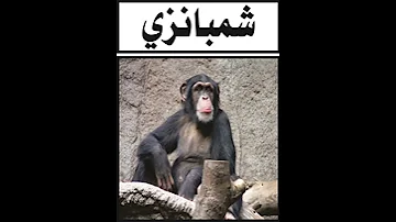 شمبانزي 
