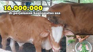 Dapet sapi indukan super sudah IB 2-3 bulan#