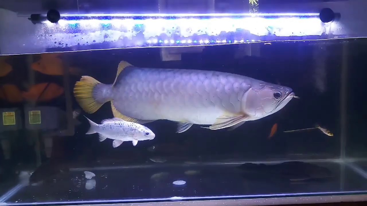 ARWANA RED BANJAR JUMBO 60CM 