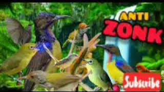 CUKUP 1 MENIT SAJA || MP3 suara pikat. Semua jenis burung kecil terampuh