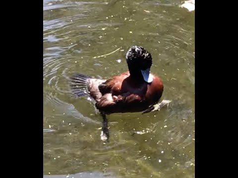 Blue Billed Ducks 