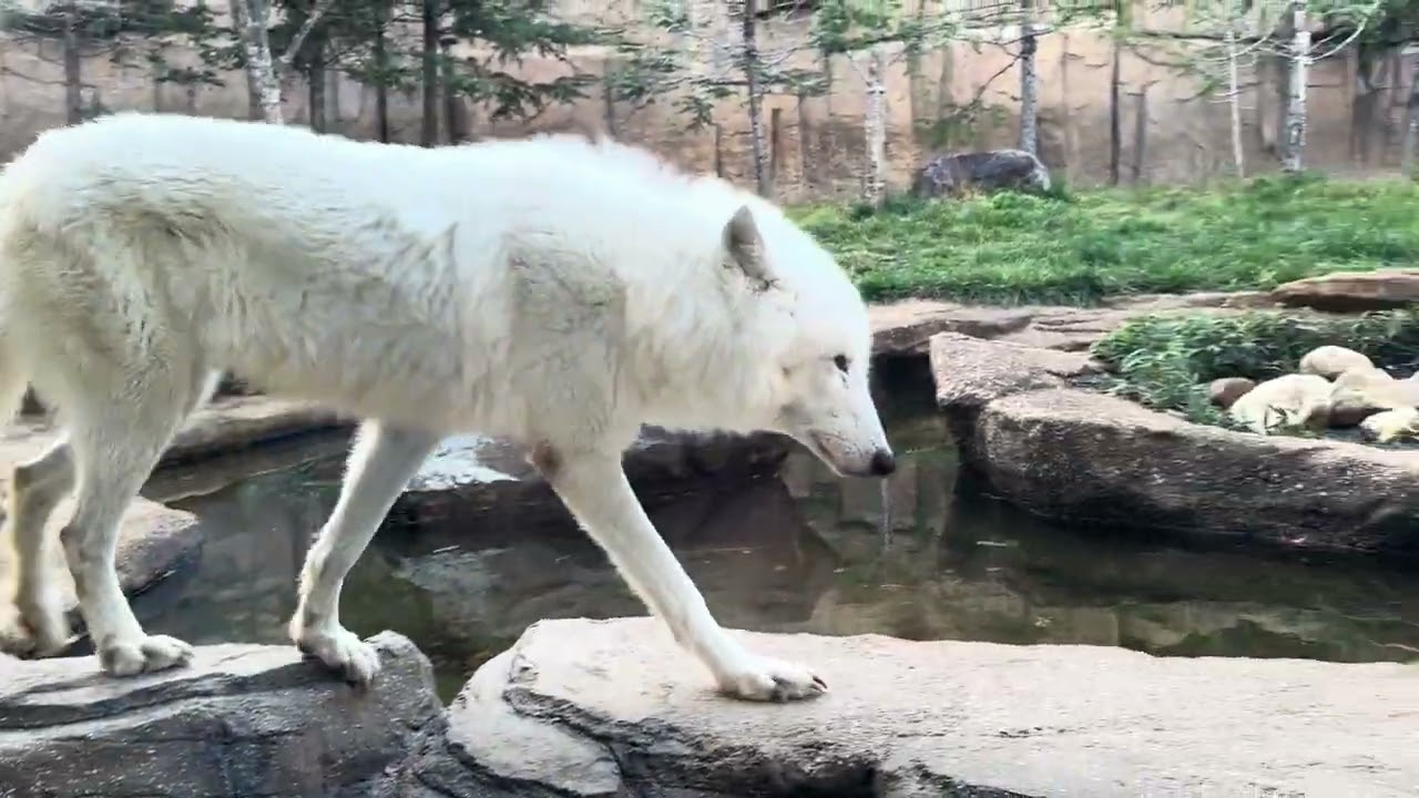 幻の白いオオカミ ホッキョクオオカミの親子展示❣️ 那須どうぶつ王国