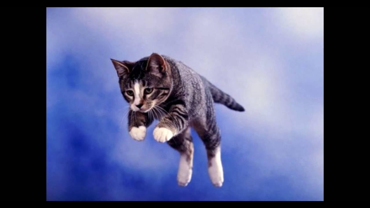Я подожду еще чуть чуть слушать. Кот в прыжке. Кот летит. Летающий котик.