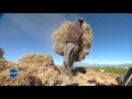 Le Vétiver en Haiti