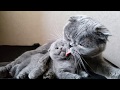 Шотландские вислоухие. Кошка Мама ухаживает за Котенком /Scottish Fold Cat mom and kitten