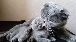 Кошка Мама ухаживает за Вислоухим Котенком / Cat mom and kitten Кошка Мама ухаживает за Вислоухим Котенком / Cat mom and kitten