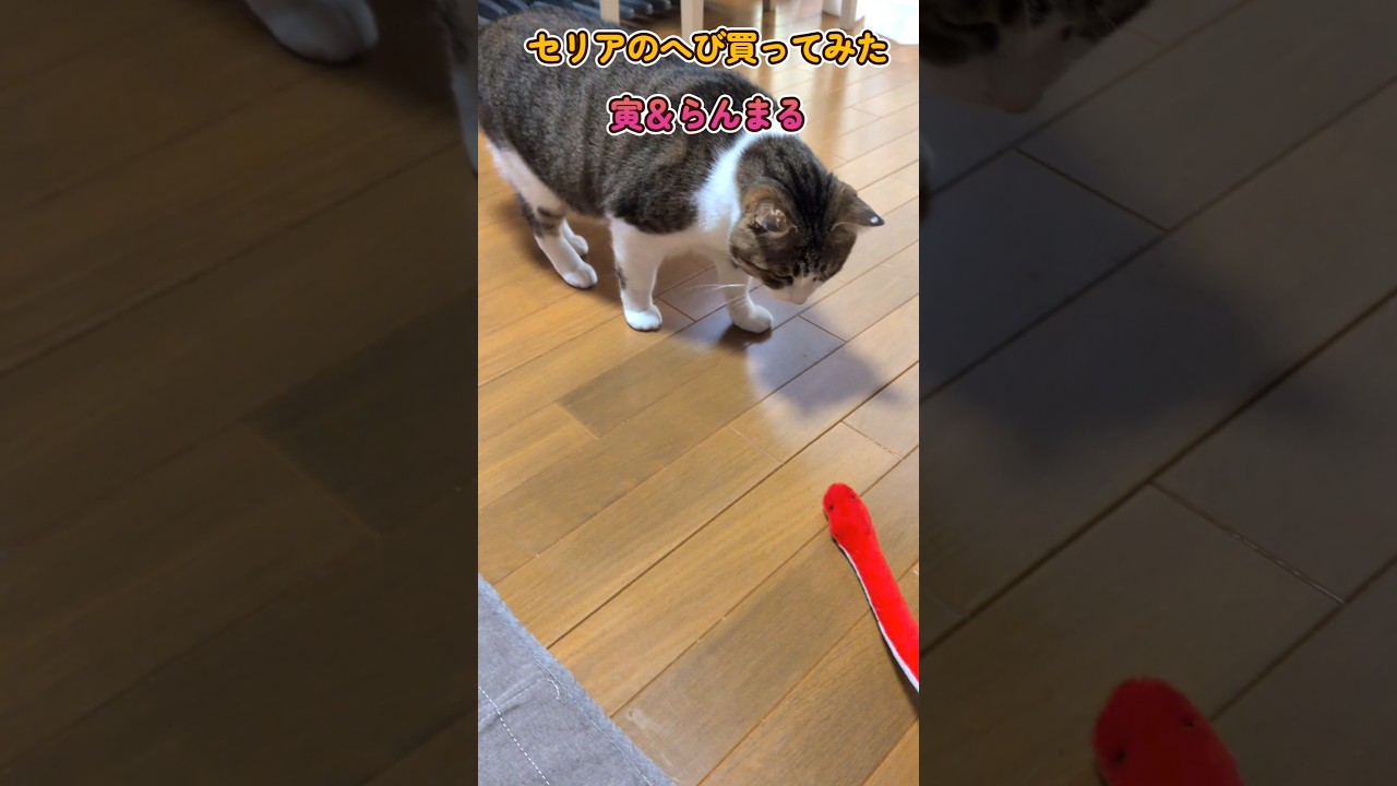 セリアのヘビ買ってみた〜寅まるバージョン〜