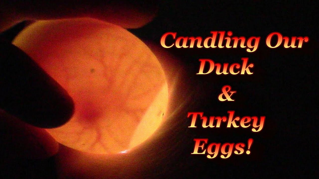 Candling Turkey Eggs Chart