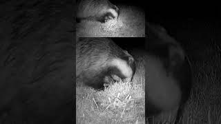 Wild Badger Exploring Alone | Sniffing, Digging and Eating Close-Up #naturephotography #wildlife